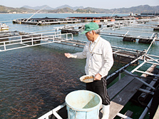 タイ養殖