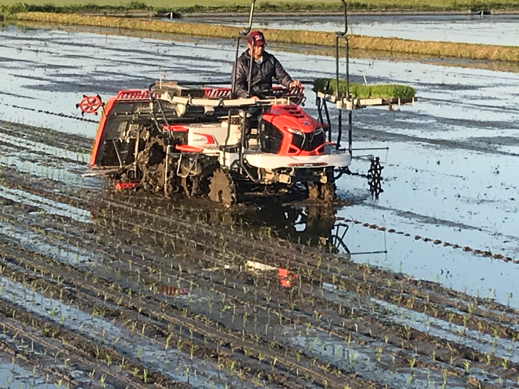 薬膳御用達米本舗 | FFC紹介広場｜地球とわたしにいいものを