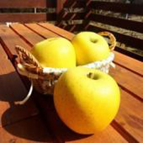 美寿津農園の林檎で免疫力UP！貯蔵りんご　シナノゴールド