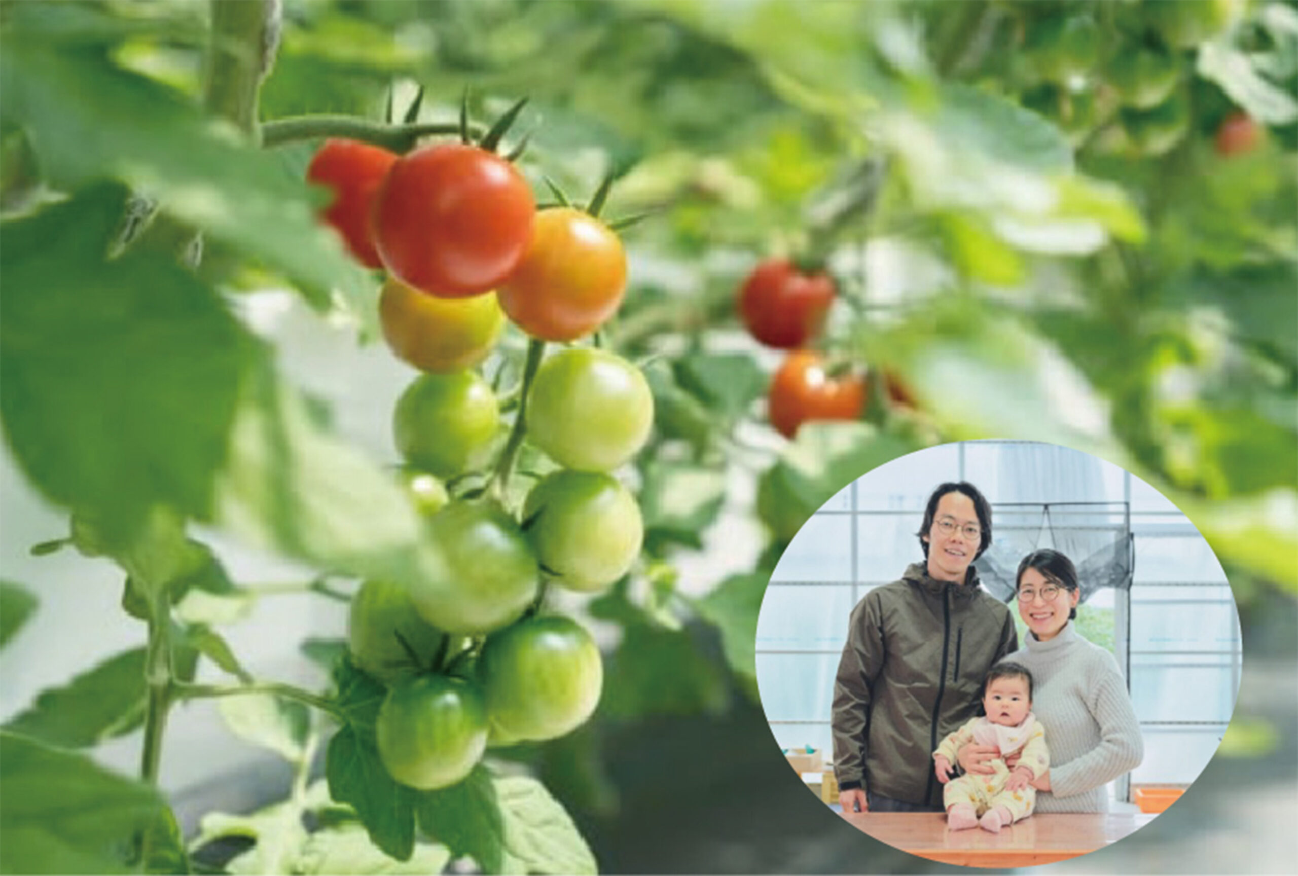 とまと☆ 春なのに極甘？糖度7度以上！「たかしまフルーティトマト」のヒミツ