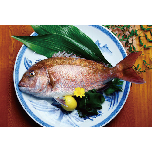 ゆめしま鯛（1.5kg～1.8kg 三枚おろし）